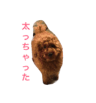 僕は 茶々丸です。（個別スタンプ：5）