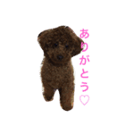 僕は 茶々丸です。（個別スタンプ：6）