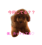 僕は 茶々丸です。（個別スタンプ：7）