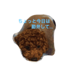 僕は 茶々丸です。（個別スタンプ：12）