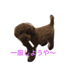 僕は 茶々丸です。（個別スタンプ：14）