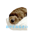 僕は 茶々丸です。（個別スタンプ：16）