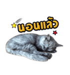 Charcaol cat (Office cat)（個別スタンプ：1）