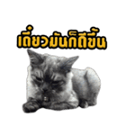 Charcaol cat (Office cat)（個別スタンプ：7）