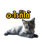 Charcaol cat (Office cat)（個別スタンプ：14）
