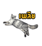 Charcaol cat (Office cat)（個別スタンプ：15）