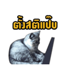 Charcaol cat (Office cat)（個別スタンプ：16）