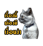 Charcaol cat (Office cat)（個別スタンプ：17）