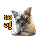 Charcaol cat (Office cat)（個別スタンプ：19）