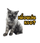 Charcaol cat (Office cat)（個別スタンプ：21）