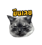 Charcaol cat (Office cat)（個別スタンプ：23）