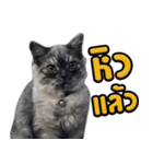 Charcaol cat (Office cat)（個別スタンプ：28）