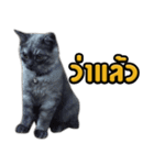 Charcaol cat (Office cat)（個別スタンプ：30）