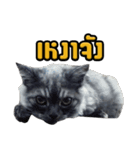 Charcaol cat (Office cat)（個別スタンプ：31）