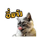 Charcaol cat (Office cat)（個別スタンプ：34）
