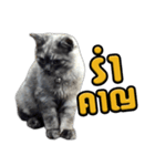 Charcaol cat (Office cat)（個別スタンプ：36）