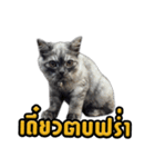 Charcaol cat (Office cat)（個別スタンプ：39）