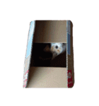 しま すず（個別スタンプ：9）