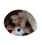 しま すず（個別スタンプ：18）