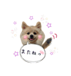 わんこ＆ねこ（個別スタンプ：1）