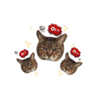 わんこ＆ねこ（個別スタンプ：6）