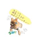 わんこ＆ねこ（個別スタンプ：22）
