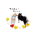 わんこ＆ねこ（個別スタンプ：27）