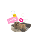 わんこ＆ねこ（個別スタンプ：37）