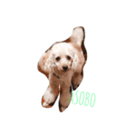 mocomocogo！（個別スタンプ：6）