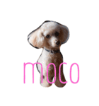 mocomocogo！（個別スタンプ：12）
