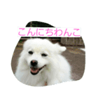 little limechan（個別スタンプ：1）