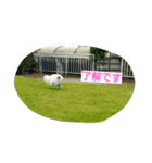little limechan（個別スタンプ：10）