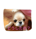 メルくん（個別スタンプ：1）