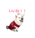 小雪ちゃんスタンプ（個別スタンプ：4）