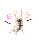 小雪ちゃんスタンプ（個別スタンプ：8）