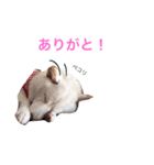 小雪ちゃんスタンプ（個別スタンプ：9）