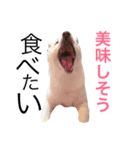 小雪ちゃんスタンプ（個別スタンプ：13）