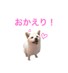 小雪ちゃんスタンプ（個別スタンプ：14）