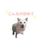小雪ちゃんスタンプ（個別スタンプ：15）
