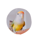 Lovebird milk＆coco（個別スタンプ：3）