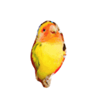 Lovebird milk＆coco（個別スタンプ：4）