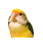 Lovebird milk＆coco（個別スタンプ：7）