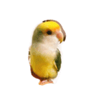 Lovebird milk＆coco（個別スタンプ：8）