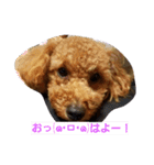 トイプー♡のあたん（個別スタンプ：3）