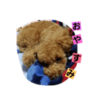 トイプー♡のあたん（個別スタンプ：5）