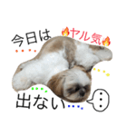 愛犬プーちゃん♡（個別スタンプ：1）