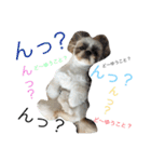 愛犬プーちゃん♡（個別スタンプ：2）