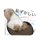 愛犬プーちゃん♡（個別スタンプ：3）