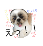 愛犬プーちゃん♡（個別スタンプ：4）