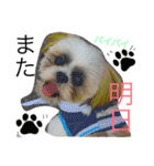 愛犬プーちゃん♡（個別スタンプ：5）